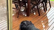 rottweiler playing with the ball — too funny! 😂