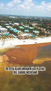 Científicos Mexicanos buscan convertir el sargazo en energía limpia