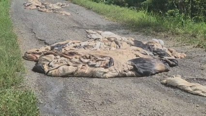 Investigan hallazgo de pieles de vacas en una comunidad rural de Veraguas