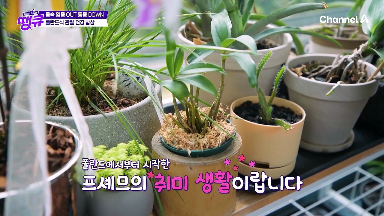 폴란드가 사랑한 관절 건강 영양식♥ 양배추를 활용한 폴란드식 관절 건강 밥상