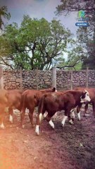 5 datos que debes saber de la raza Braford, la unión de Braham y Hereford