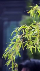 The Lie That Lasted Seven Years