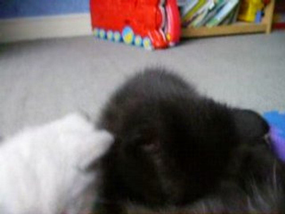 les petits chats11