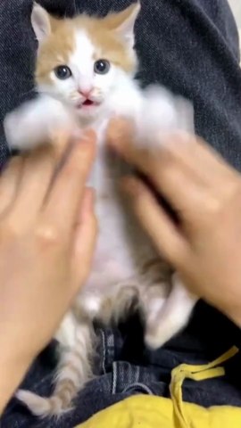 Funny cute cats