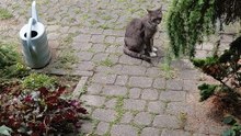 Funny Cat Alarm Clock: 7AM Meow Wake-Up! ⏰😻 #cats #funnyanimals
