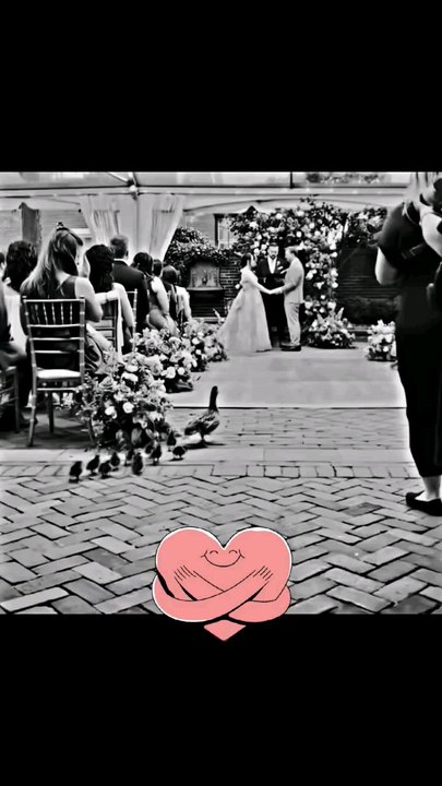 bride and groom best 👌 marriage cute gift by god 💖 #shorts #duck #cute