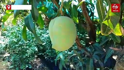 કેન્દ્રીય કૃષિ પ્રધાનની જૂનાગઢ મુલાકાત પહેલાં ખેડૂતોએ સંભાળવી સમસ્યા, આ છે ખેડૂતોની વર્ષો જૂની માંગ