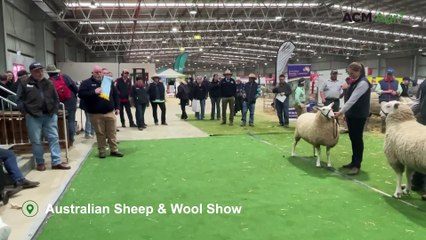 NSW stud sashed as supreme Border Leicester at ASWS