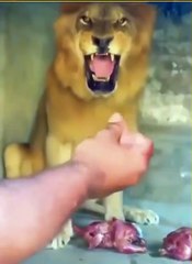 Lion's reaction I #wildlife #lion