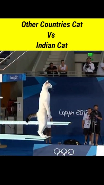 Other Countries Cat Vs Indian Cat #indiancat #compare #olympic