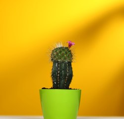 Conseils pratiques pour des jardins florissants !