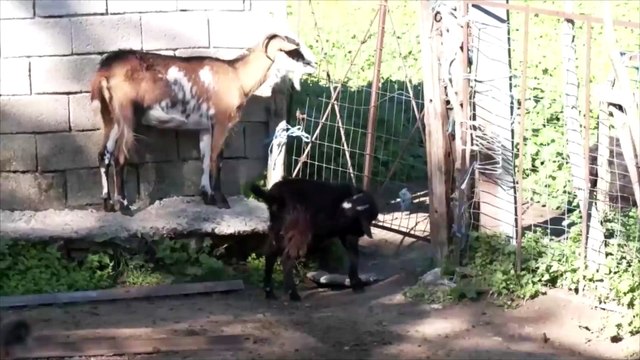 Κρίσιμη κατάσταση με την ευλογιά προβάτων- Σε επιφυλακή οι αρχές στη Στερεά
