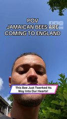 A Bee Landed on His Hand… Then It Started TWERKING?!