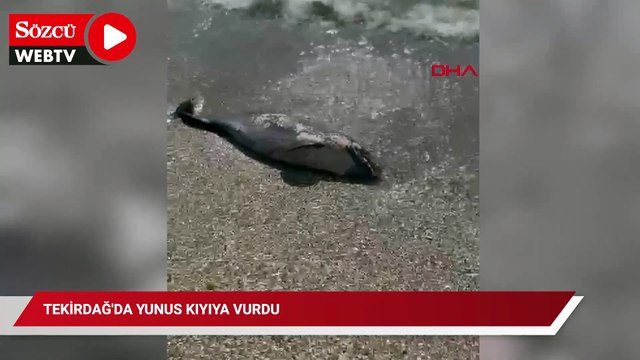 Tekirdağ'da yunus kıyıya vurdu