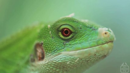 🦎 IGUANA ESSENTIALS - a MUST SEE for new pet owners and Iguana lovers 💯