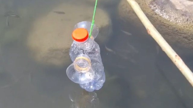 Plastic bottle used as fish trap ends up being filled with fish