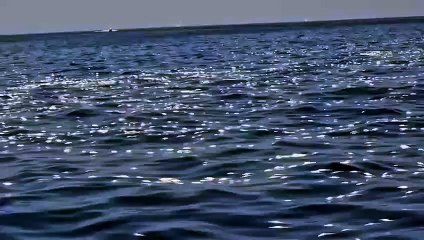 Moria di pesci a Mortelle