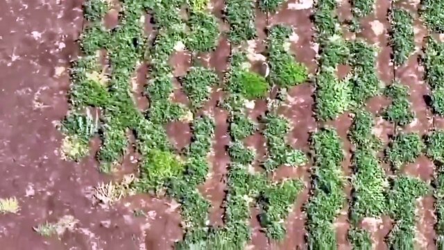 Şanlıurfa’da Uyuşturucu Operasyonu: Kilolarca Ele Geçirildi!