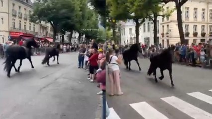 ¡Dos caballos se cuelan en pleno Tour!