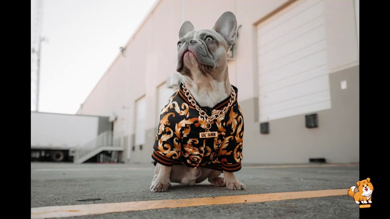 Tips For Dog's Bathing & Grooming _ V23 _ Cute Dog Videos _ Dogs _ Dog _ Cute Dog _ Toys _ Mr Dog