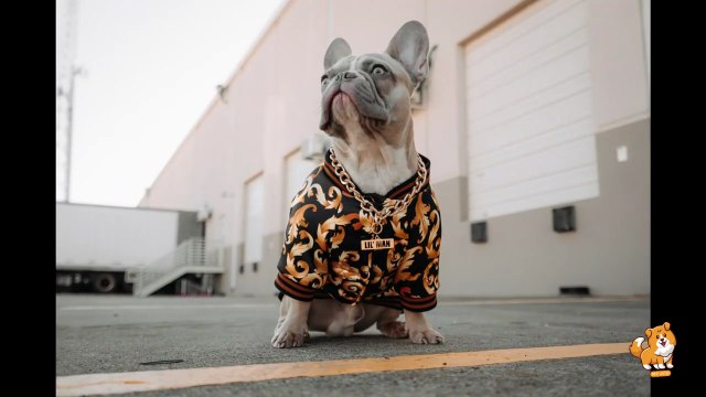 Tips For Dog's Bathing & Grooming _ V23 _ Cute Dog Videos _ Dogs _ Dog _ Cute Dog _ Toys _ Mr Dog