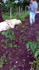 Rayo mata a nueve vacas en Catacamas, Olancho