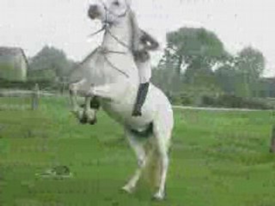 Iloon liberté pnh 2