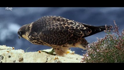 Baleares, el archipiélago indómito