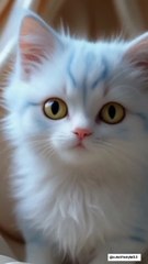 Adorable angry kitten interview. are you angry. #cat #catlover #funnycat #catai #shorts #shortsfeed