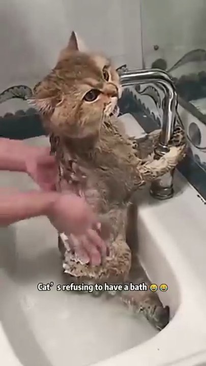 The_cat_that_wants_to_run_away_from_bathroom_🙀🥹😹_#funnycats_#petfails__#cats_##funnypets(360p)