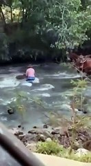 Correnteza feroz: peão desafia águas e salva bezerro em travessia