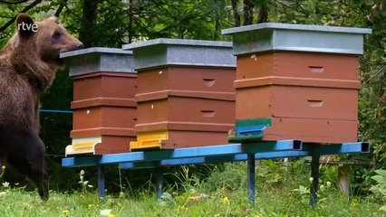 Los osos de las montañas Karavanke