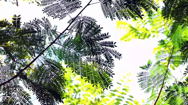 Ambiance Énergisante & Détente Mentale 4K Musique Relaxante - Stop Stress