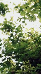 Reborn Reviled and Ridiculously Loved [FULL & HIGH QUALITY]