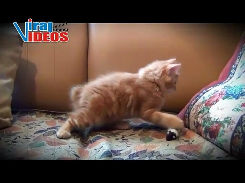 5 Minutes of Cats Being Playful and Silly – Funny Cat Moments You’ll Love