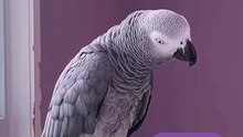 funniest parrot ever – you’ll cry laughing! 😂