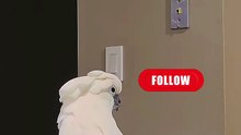 Laughter is the best medicine – just watch this parrot! 😂