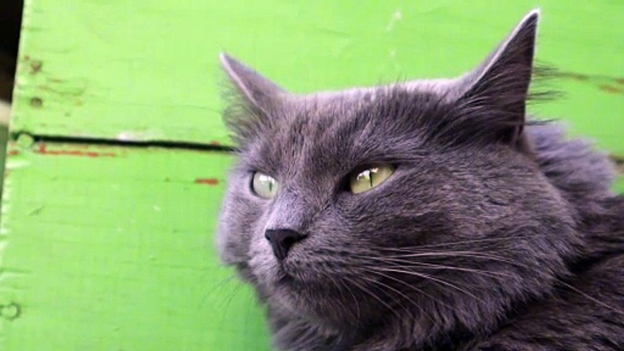 Os animais mais fofos do mundo N•103