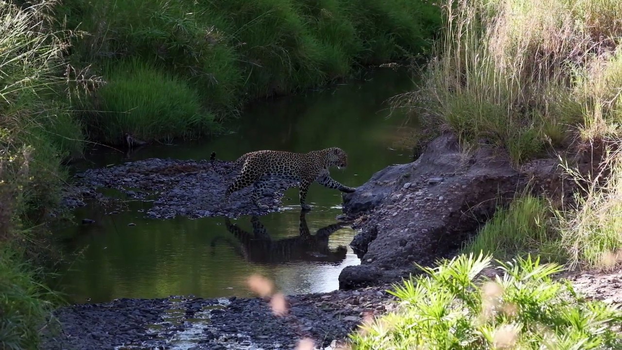 Os animais mais fofos do mundo  n•74