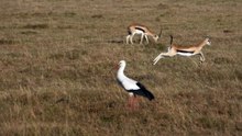 Os animais mais fofos do mundo  n•75
