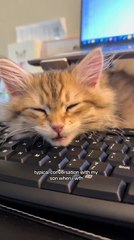 Cat Rests Head on Keyboard to Stop Woman From Working