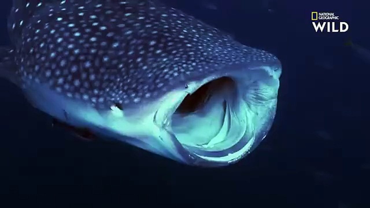 Animaux : Le Requin-Baleine