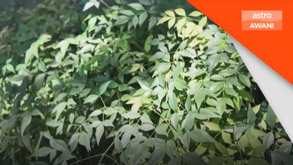 Gelombang haba melampau semakin ancam kesihatan - pakar