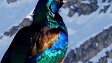 All video about birds life and hunting birds etc
