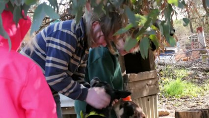 Working dogs support hospitalised kids from regional Western Australia