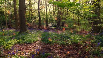 Hazrat Suhaib Rumi (RA) – The Sacrifice for Islam | Ek Din Ek Sahabi Series