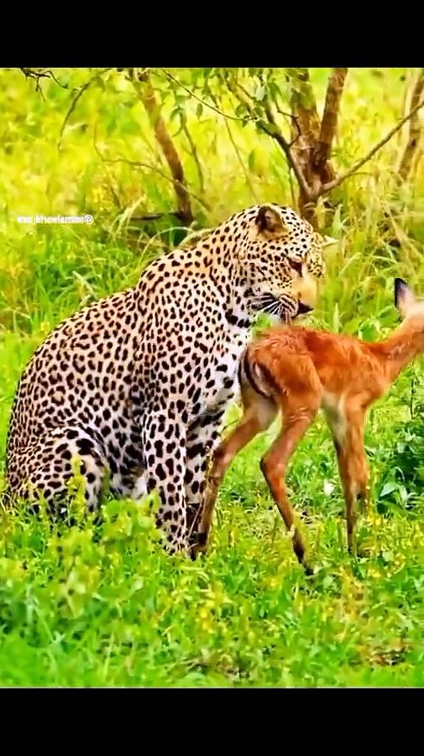 ⁣Tiger Attack On 🦌| Animals | Wild Animals | Animal Videos