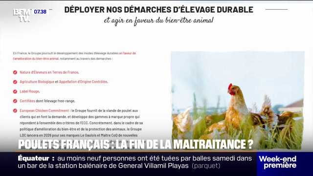 Le Gaulois et Maître Coq mettent fin à l'élevage intensif de poulets, L214 salue cette décision
