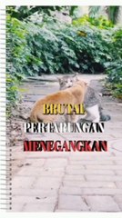 Tense,Cat while fighting