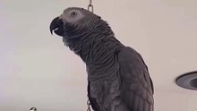 this parrot is hilarious! you’ll laugh out loud 🤣